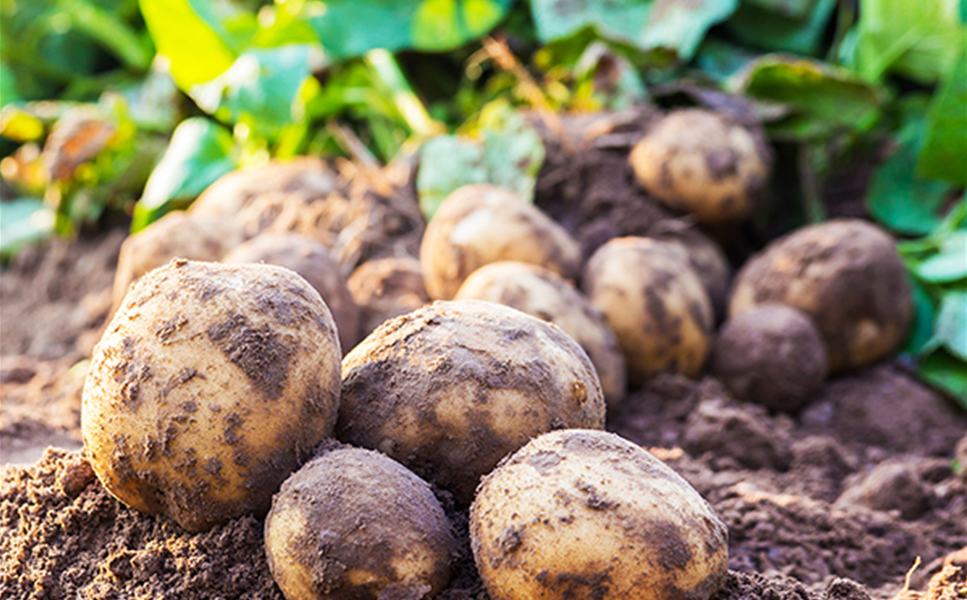 KARTOFFELN - DEN KLASSIKER SELBST ANBAUEN KARTOFFELN - DEN KLASSIKER SELBST ANBAUEN