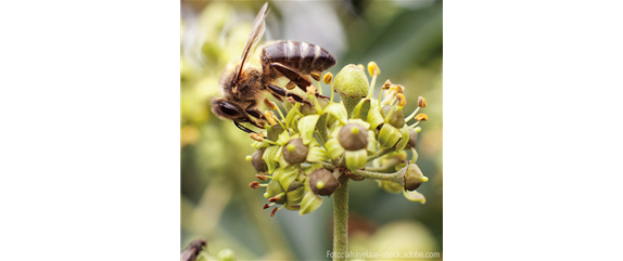 FüR MEHR BIENEN UND SCHMETTERLINGE!