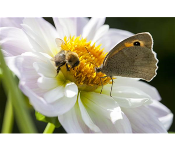 BIENEN UND SCHMETTERLINGE IM GARTEN!