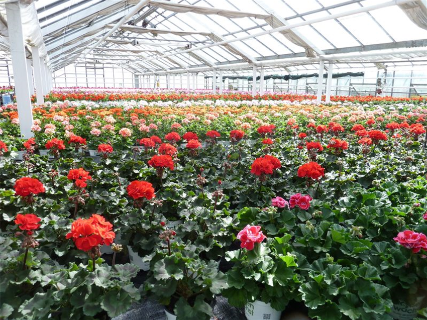 Pelargonien im Gewächshaus