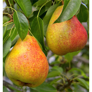 OBSTGARTEN FÜR KINDER