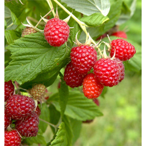 OBSTGARTEN FÜR KINDER