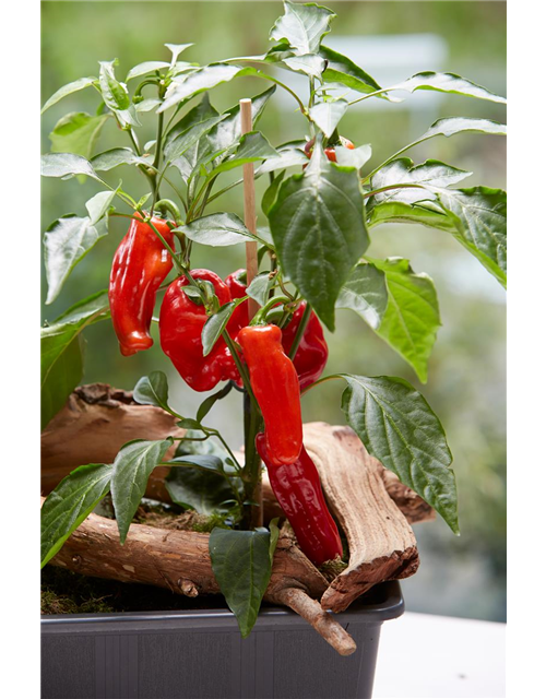 Paprika rot, grün, gelb