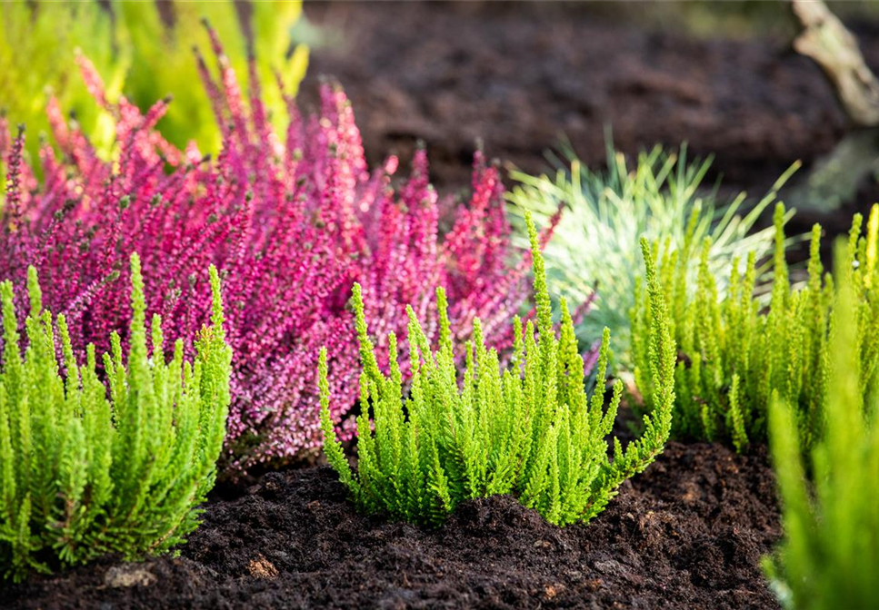 DER HEIDEGARTEN!