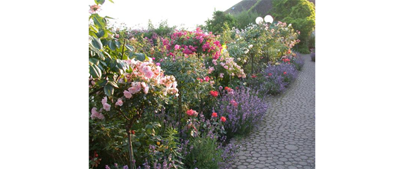 DER ROSENGARTEN - SCHLICHTE ELEGANZ UND TOLLE DüFTE