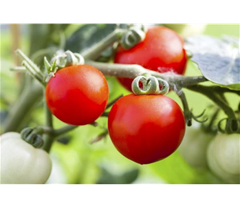 ROTES GEMüSE IST BESONDERS GESUND!