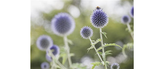 ALLES FÜR DEN BAUERNGARTEN