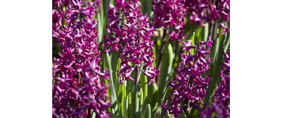 DER FRüHLING WIRD BUNT