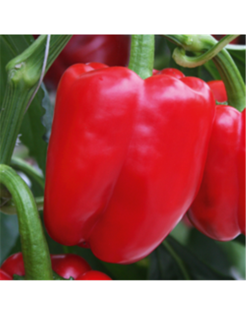 Paprika rot, grün, gelb