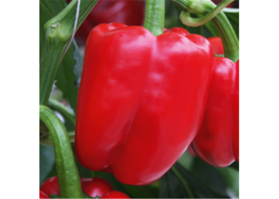 Paprika rot, grün, gelb