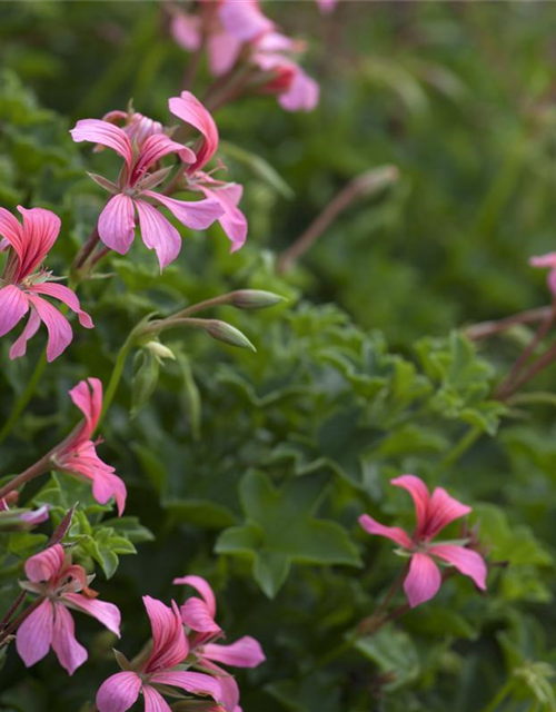 Pelargonium peltatum