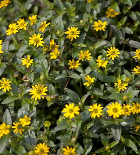 Sanvitalia procumbens