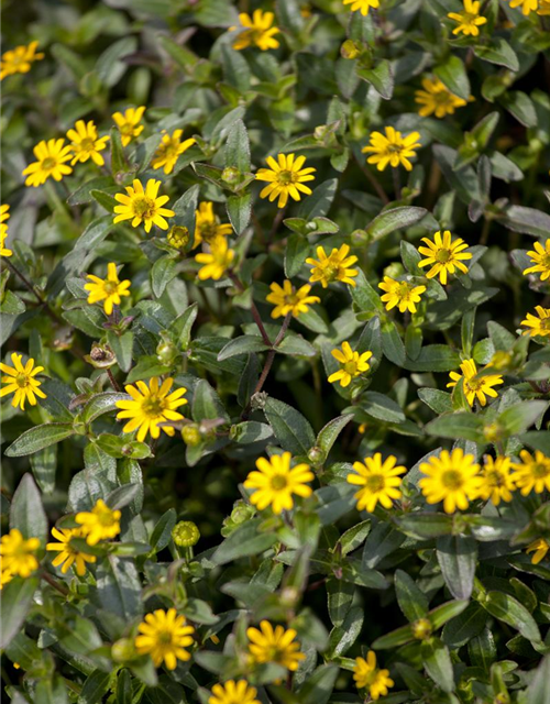 Sanvitalia procumbens