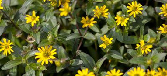 Sanvitalia procumbens