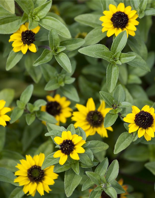 Sanvitalia procumbens