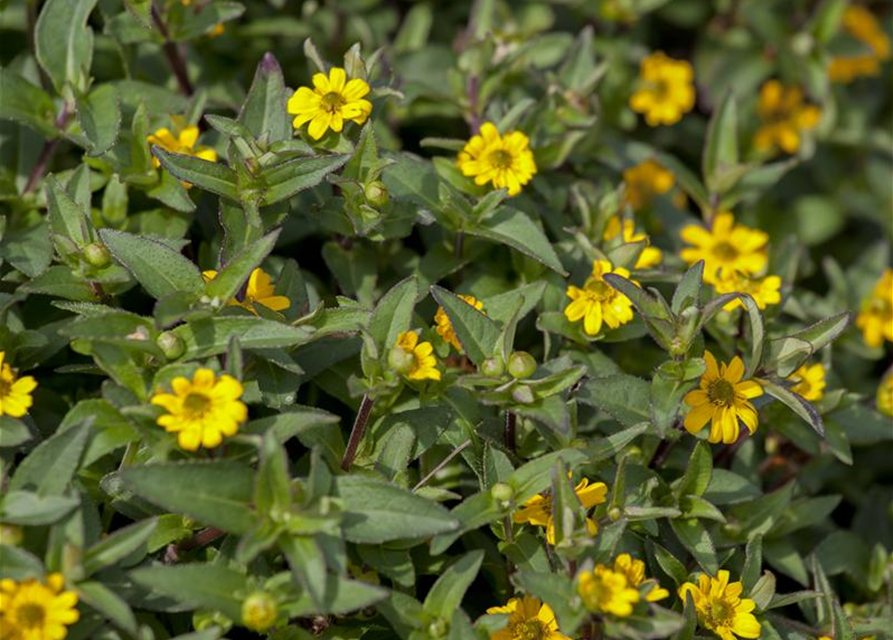 Sanvitalia procumbens