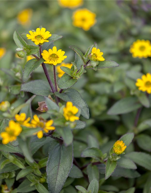 Sanvitalia procumbens