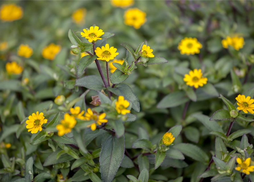 Sanvitalia procumbens