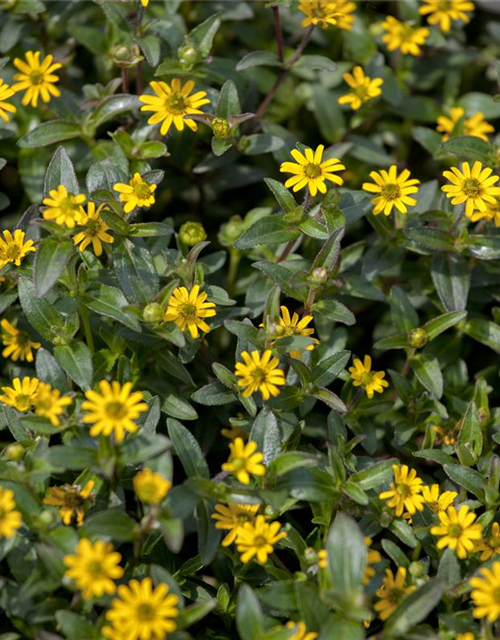 Sanvitalia procumbens