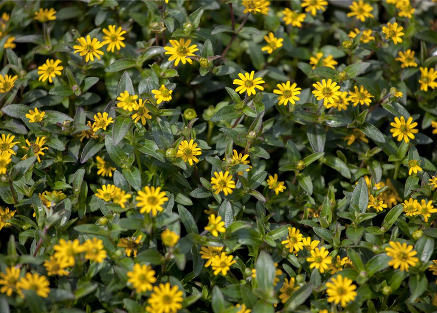 Sanvitalia procumbens