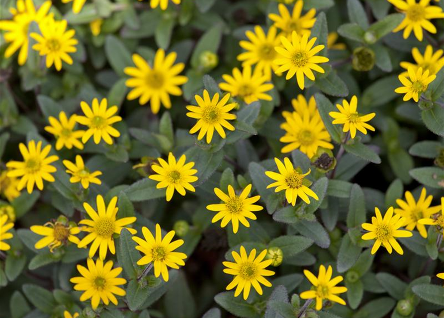 Sanvitalia procumbens