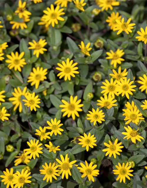 Sanvitalia procumbens