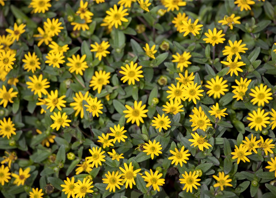 Sanvitalia procumbens