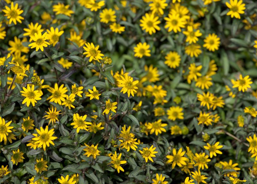 Sanvitalia procumbens