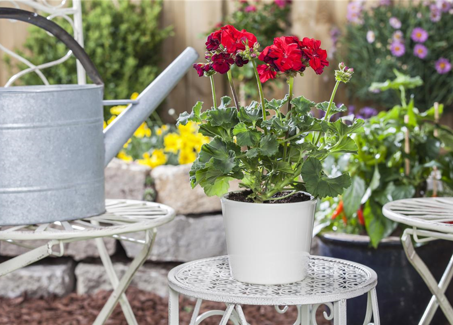 Pelargonium zonale hyrbiden