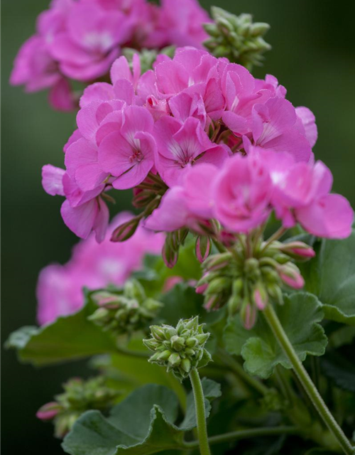 Pelargonium zonale hyrbiden