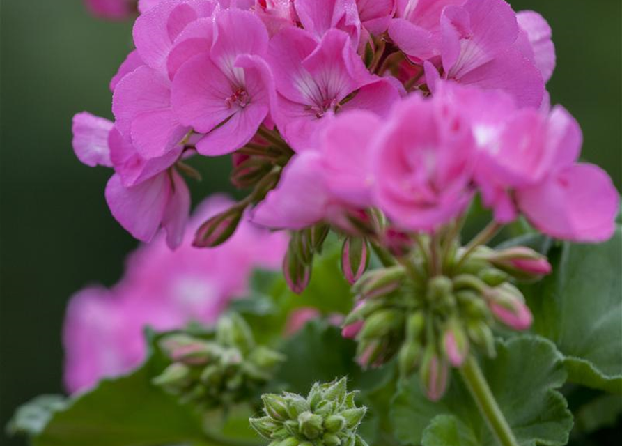 Pelargonium zonale hyrbiden