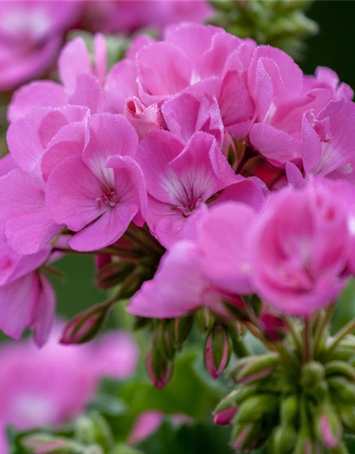 Pelargonium zonale hyrbiden