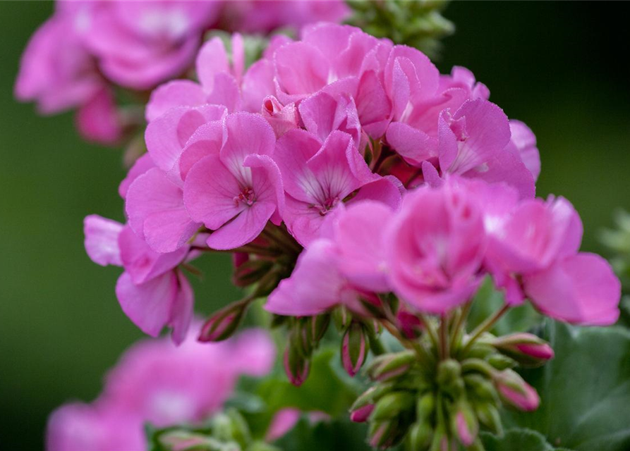 Pelargonium zonale hyrbiden