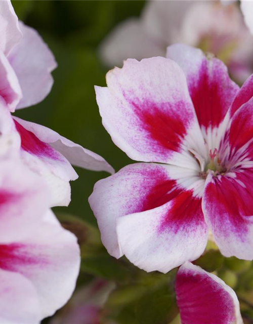 Pelargonium zonale hyrbiden