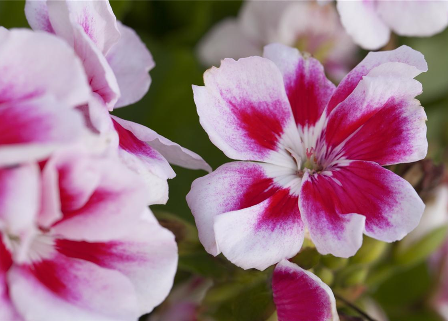 Pelargonium zonale hyrbiden