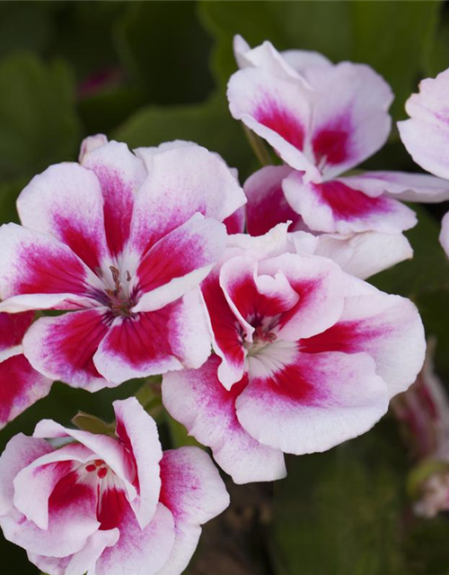 Pelargonium zonale hyrbiden