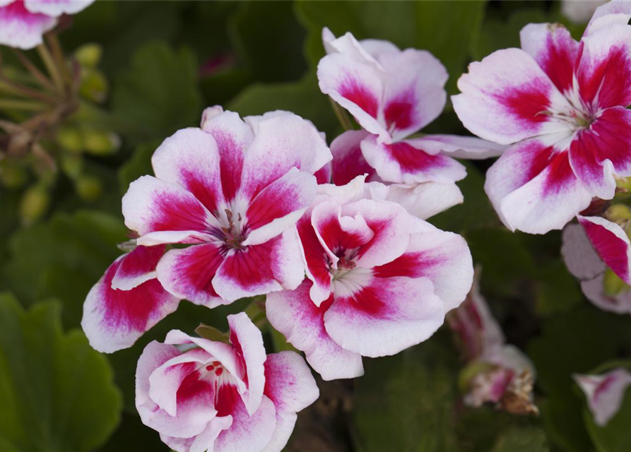 Pelargonium zonale hyrbiden