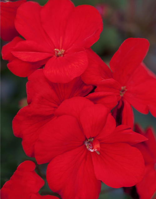 Pelargonium zonale hyrbiden