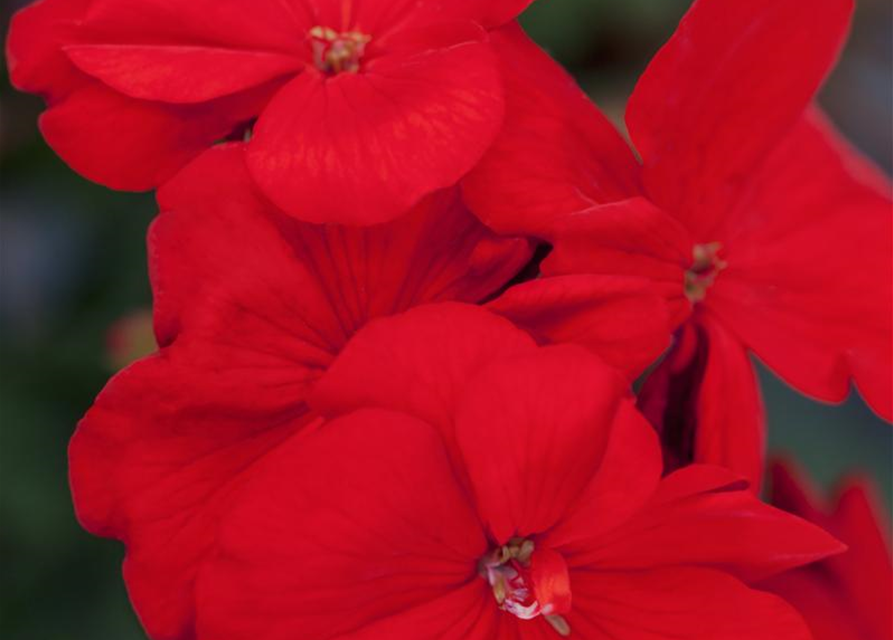 Pelargonium zonale hyrbiden