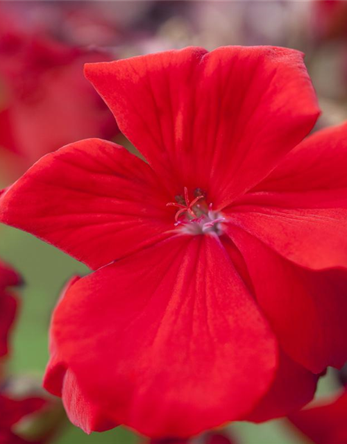 Pelargonium zonale hyrbiden