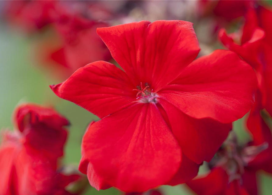 Pelargonium zonale hyrbiden