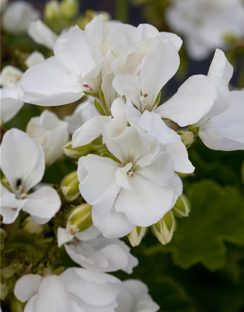 Pelargonium zonale hyrbiden