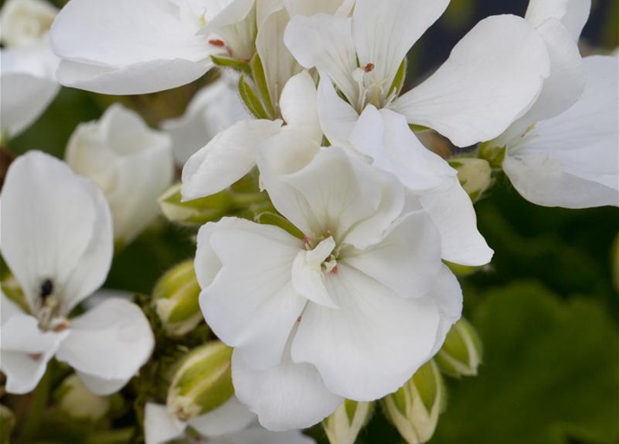 Pelargonium zonale hyrbiden