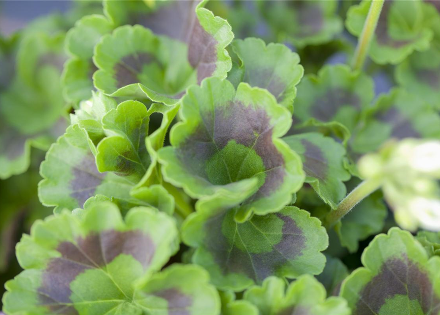 Pelargonium zonale hyrbiden