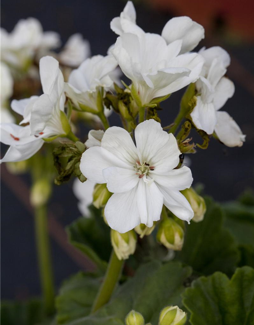 Pelargonium zonale hyrbiden