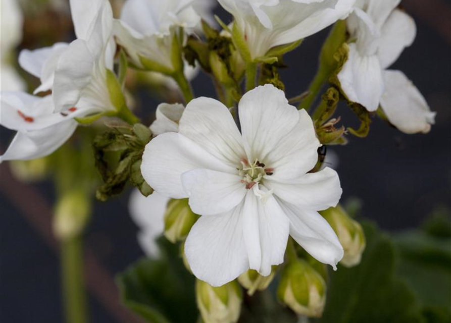 Pelargonium zonale hyrbiden