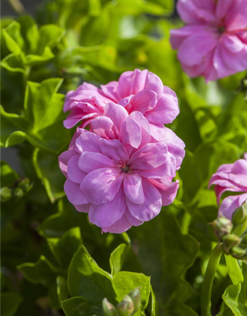 Pelargonium peltatum