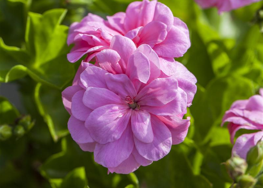 Pelargonium peltatum