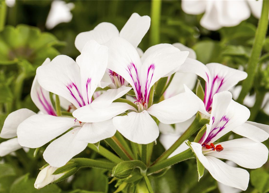 Pelargonium peltatum