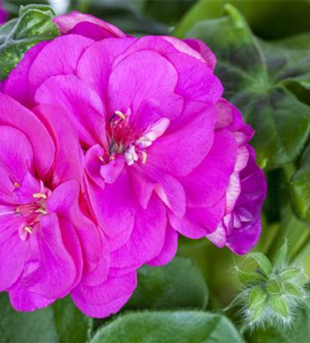 Pelargonium peltatum